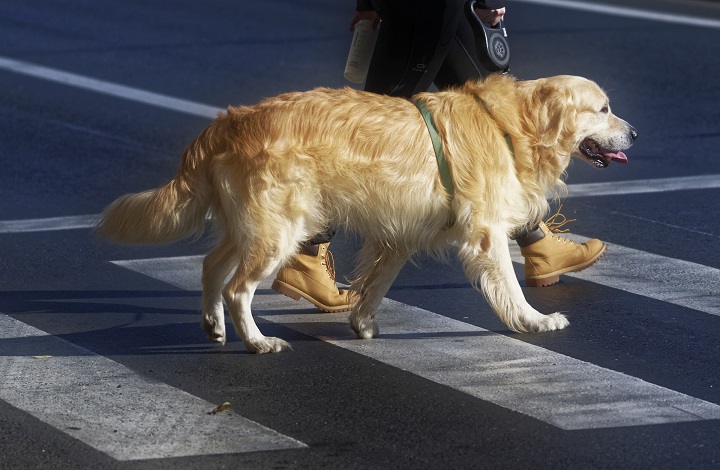 Lee más sobre el artículo Vallecas realiza una campaña contra las heces caninas